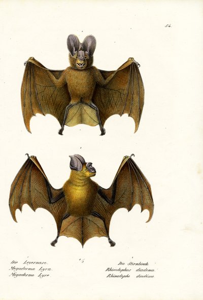 Großer Falscher Vampir, 1824 von Karl Joseph Brodtmann